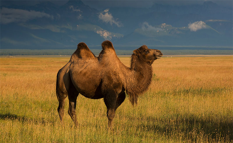 mongolia fall photography